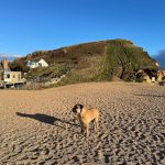 West Bay Dorset Pets Welcome Staycations