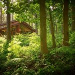 Hampshire Woodland Spa Lodge Staycations